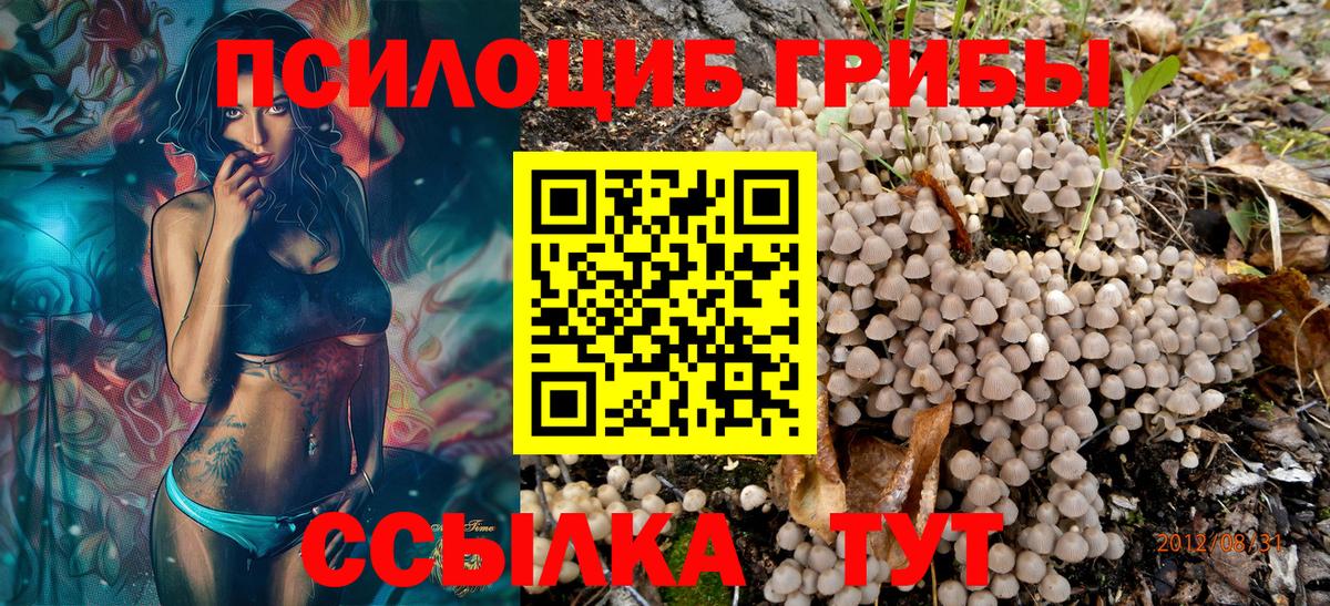 Псилоцибиновые грибы Psilocybe  Вход с VPN  Черкесск 